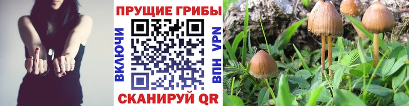 купить закладку  Медынь  Галлюциногенные грибы Magic Shrooms 